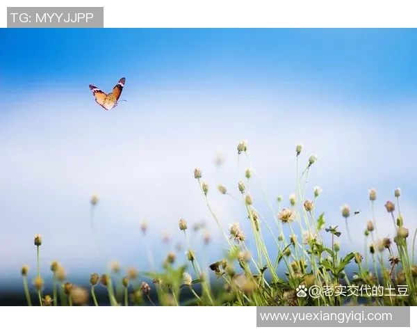 何思雨：在风雨交加中绽放的坚韧与希望之花